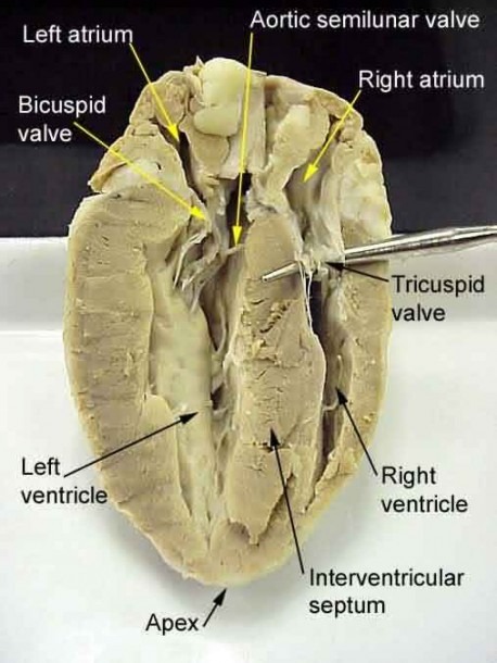 Sheep Heart Dissection Diagram Labeled