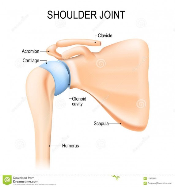 Shoulder Glenohumeral Joint  Human Anatomy Stock Vector