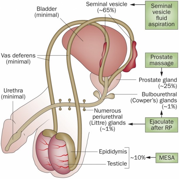 Diagram  Simple Male Reproductive System