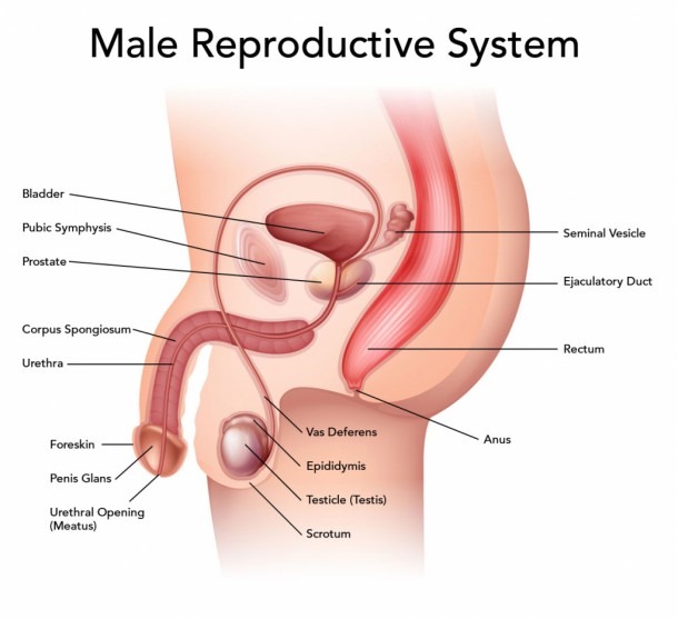 Diagram  Simple Male Reproductive System