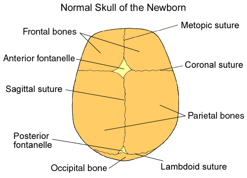 Skull Sutures Anatomy Essentials Of Images Photos With Skull