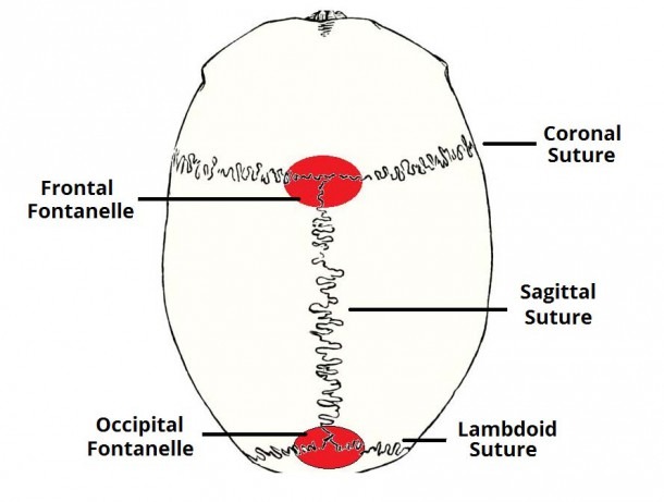 Skull Sutures Anatomy Reference Photo Gallery In Website With