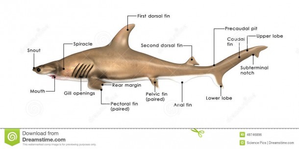 Sphyrna Stock Illustration  Illustration Of Lewini, Head