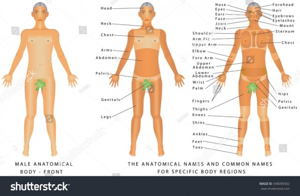 Male Body Front Surface Anatomy Human Stock Vector (royalty Free