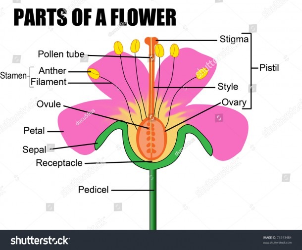 Diagram Of A Fower