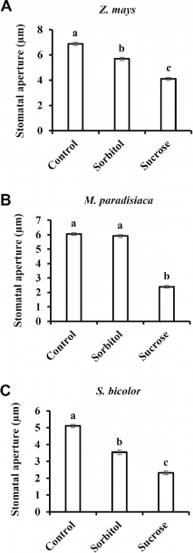 Sucrose