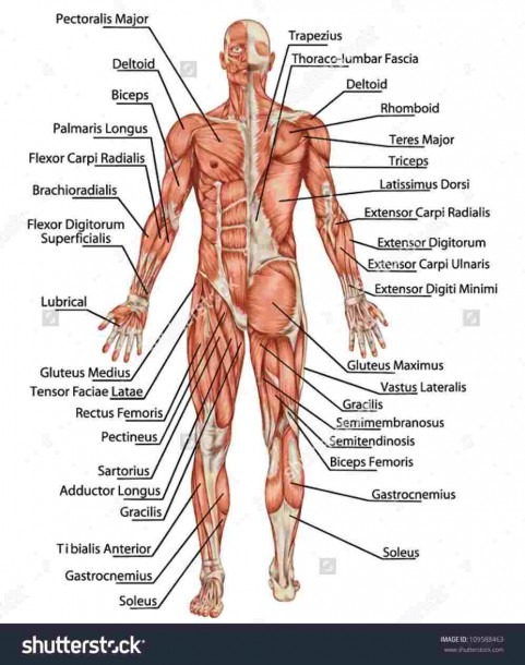 Labeled Front Muscles â Diagram Class Anatomy