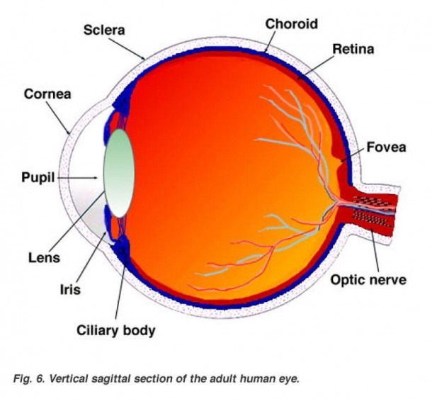 The Human Eyeball Lovely Labeled Eye Diagram Anatomy Organ â Body
