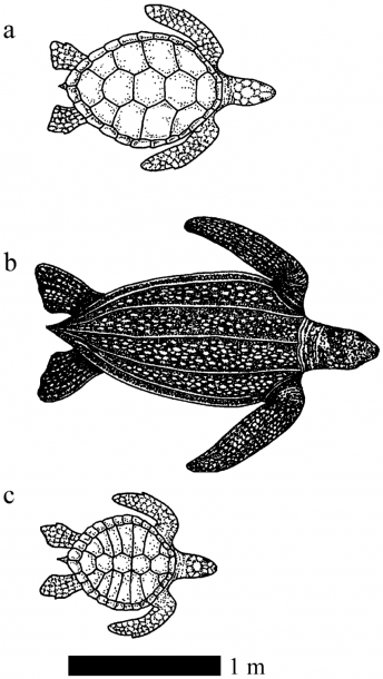 The Sea Turtles In This Study (drawn To Scale)  (a) The Green