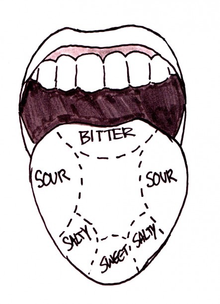 draw the diagram of tongue with different taste buds