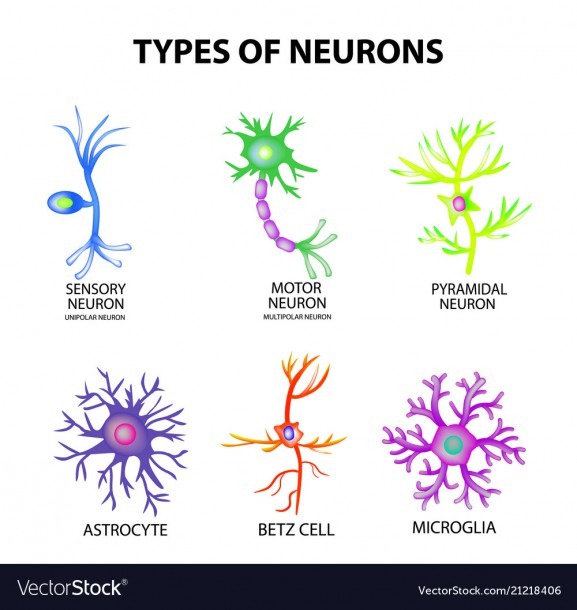 Types Of Neurons Structure Sensory Motor Neuron Vector Image