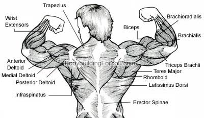 Upper Back Muscle Diagram Essentials Awesome Websites With Upper