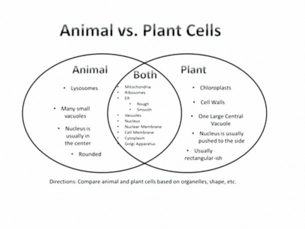 Animal And Plant Cells Venn Diagram â Zhuxing