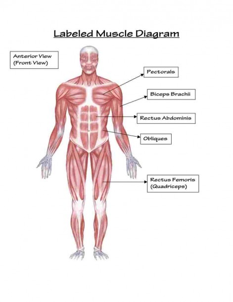 Body Muscles Labeled â Diagram Class Anatomy