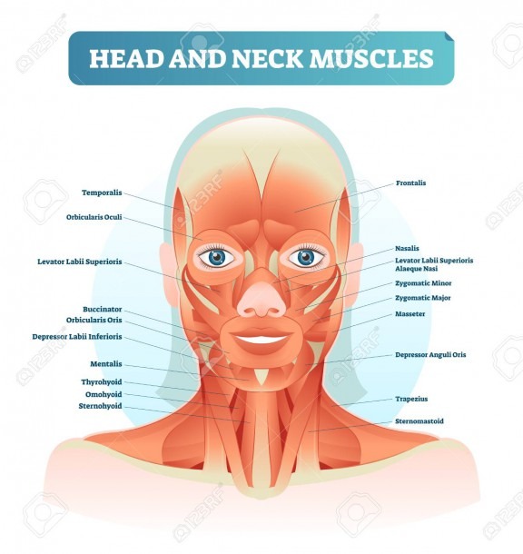 Head And Neck Muscles Labeled Anatomical Diagram, Facial Vector