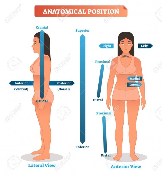 Vector Illustration Of Anatomical Positions  Scheme Of Superior