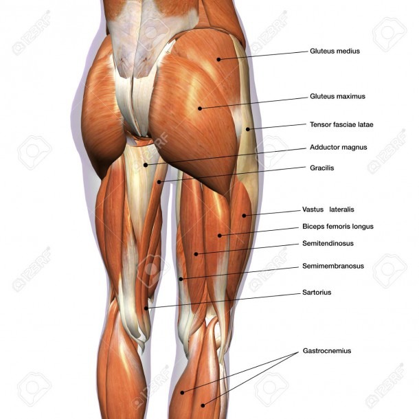 Rear View Of Female Hip And Leg Muscles,with Labels Stock Photo