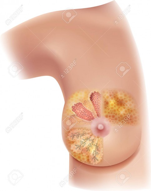 Women Breast Structure Diagram, Lobules, Mammary Glands, Milk