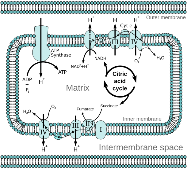 Electron Transport Chain