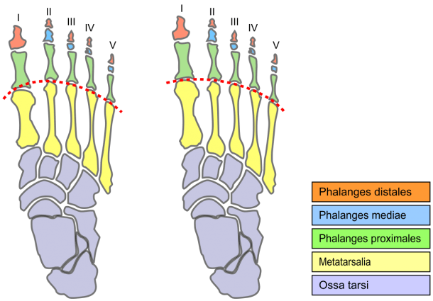 Parts Of Your Foot Diagram