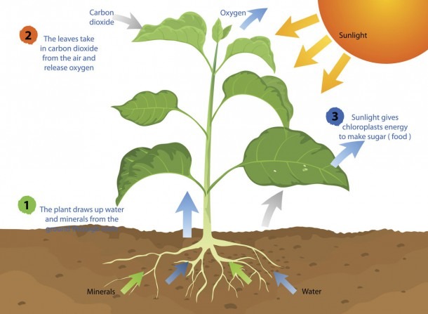 discuss the role of air in the process of photosynthesis in plants