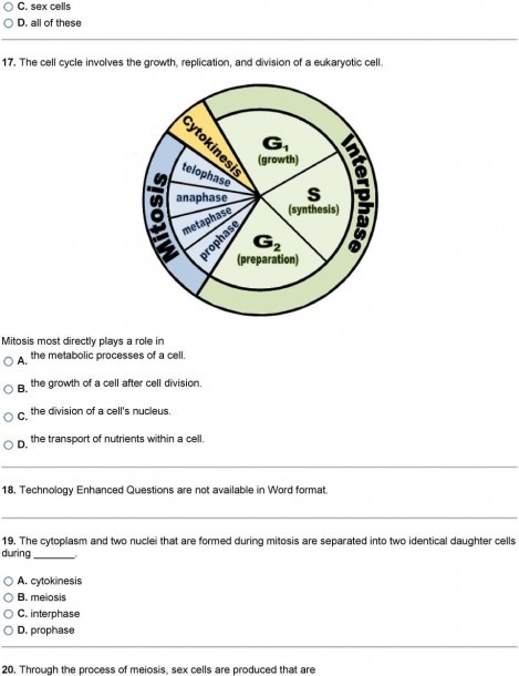 Meiosis Diagram Worksheet