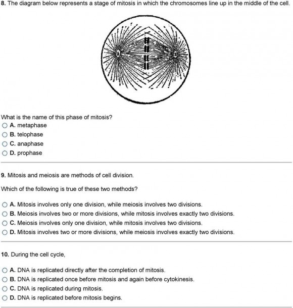 Meiosis Diagram Worksheet