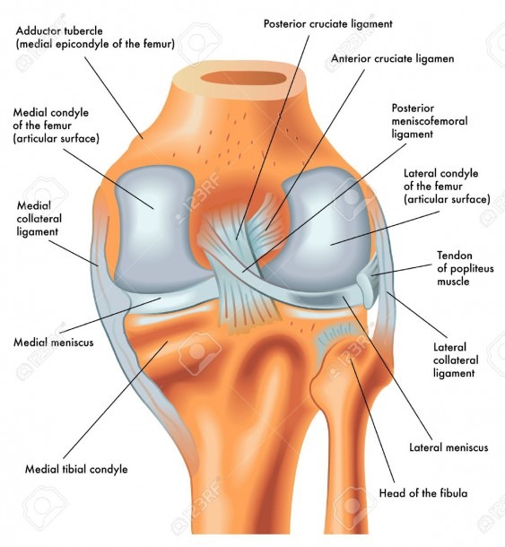 Posterior View Of The Right Knee In Extension Royalty Free