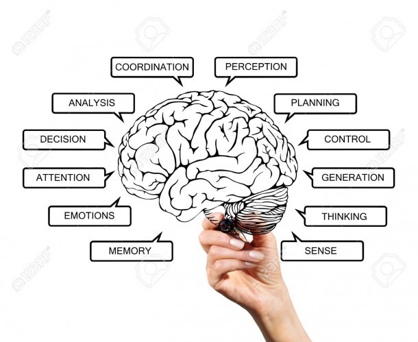Diagram Of Brain Functions, Drawn With A Marker On Transparent