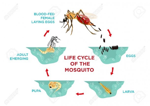 Life Cycle Of The Mosquito  Diagram Poster Template From Egg