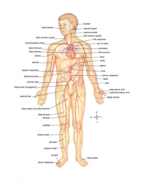 Anatomy Of Body