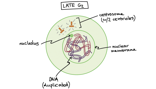 Phases Of Mitosis