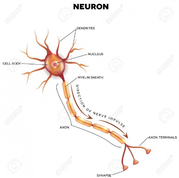 Labeled Diagram Of The Neuron, Nerve Cell That Is The Main Part