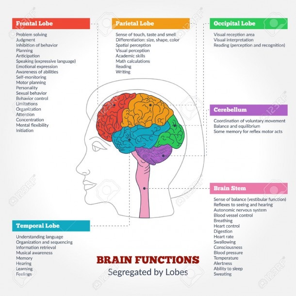 Guide To The Human Brain Anatomy And Human Brain Functions