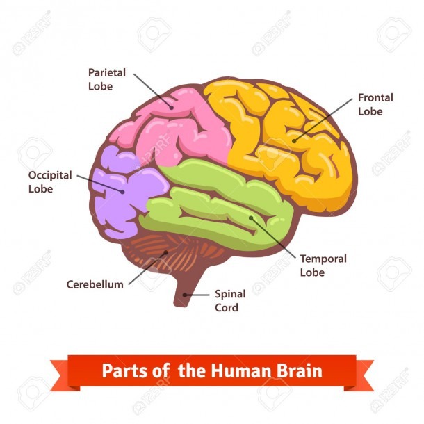 Colored And Labeled Human Brain Diagram  Flat Vector Illustration