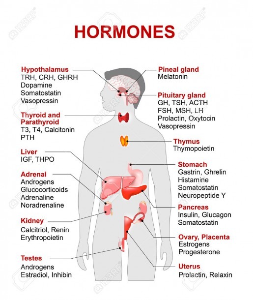 82 Thymus Gland Stock Illustrations, Cliparts And Royalty Free