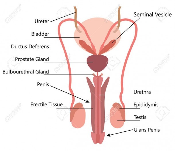 Male Reproductive System Vector Diagram On White Background