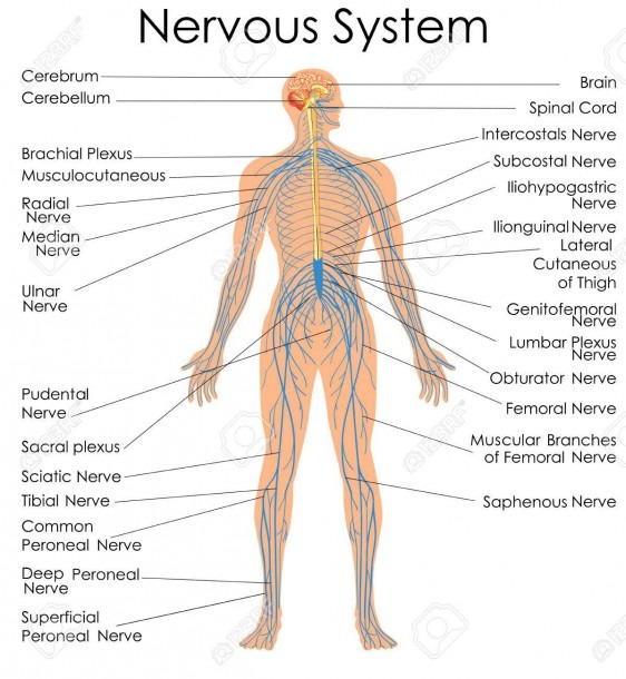 Medical Education Chart Of Biology For Nervous System Diagram