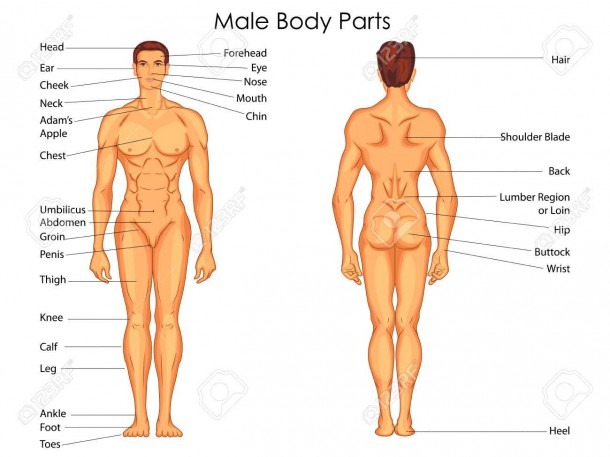 Medical Education Chart Of Biology For Male Body Parts Diagram