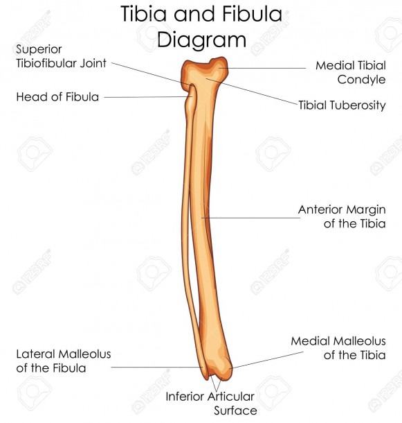 Medical Education Chart Of Biology For Tibia And Fibula Diagram