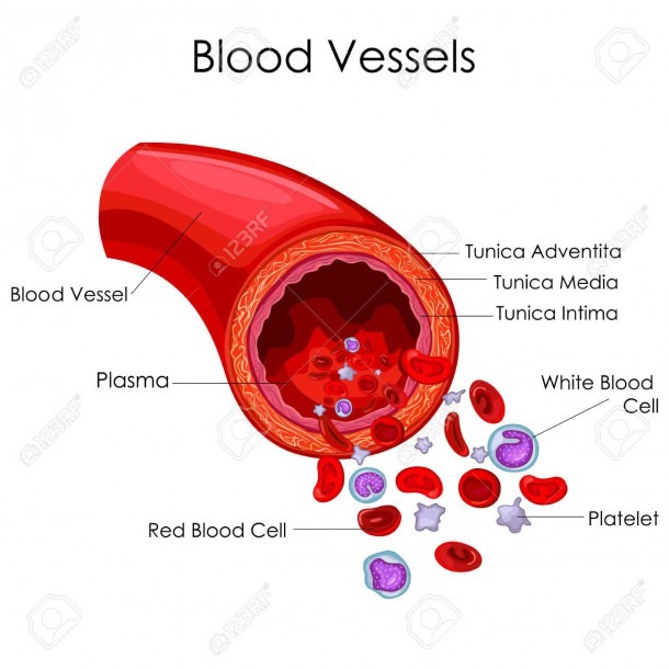 Medical Education Chart Of Biology For Blood Vessel Diagram