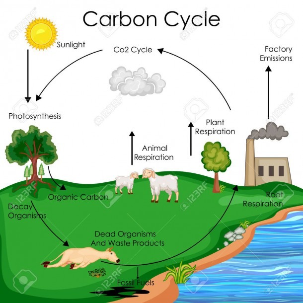 Education Chart Of Biology For Carbon Cycle Diagram Royalty Free