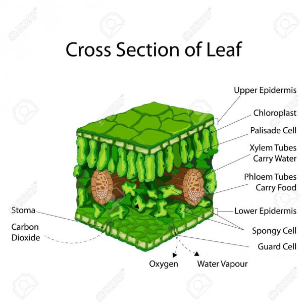 Education Chart Of Biology For Cross Section Of Leaf Diagram