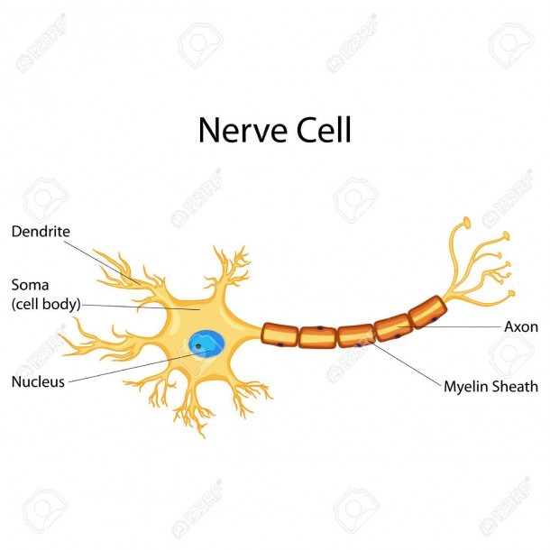 Education Chart Of Biology For Nerve Cell Diagram Royalty Free