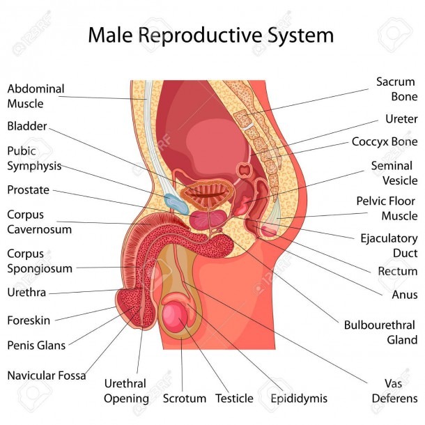 Education Chart Of Biology For Male Reproductive System Diagram