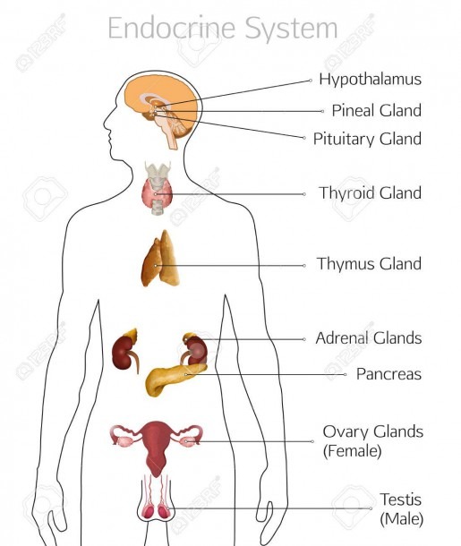 Male Endocrine System  Human Anatomy  Human Silhouette With