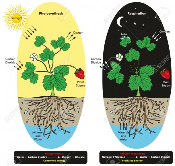Photosynthesis And Cellular Respiration Process Of Plant During