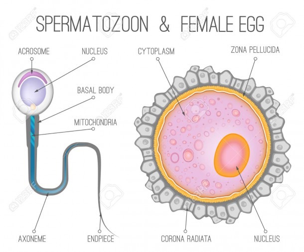 Diagrams Of Eggs