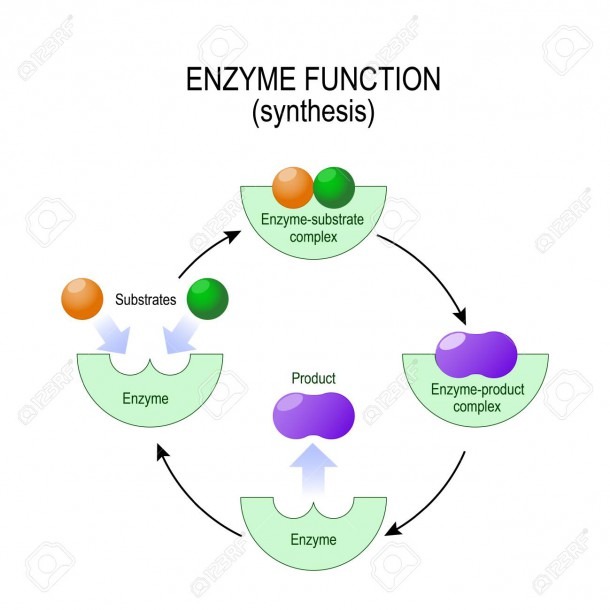 Enzyme Function  Synthesis  Substrate, Product, Enzyme