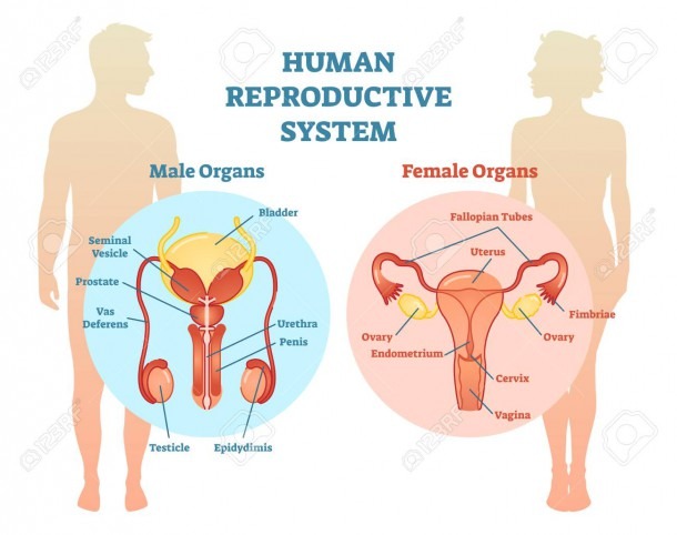 Human Reproductive System Vector Illustration Diagram, Male And